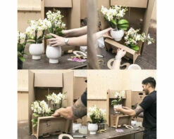 FLORASELF Vlinderorchidee Phalaenopsis Multi Rotterdam Potmaat Ø 9 Cm H 35-40 Cm -FLORASELF Verkoop DV 8 10573179 02 4c NL 20220705131755 3