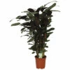FLORASELF Ritselplant Calathea Compactstar Potmaat Ø 21 Cm H 80-90 Cm -FLORASELF Verkoop DV 8 10598178 01 4c NL 20220920140702