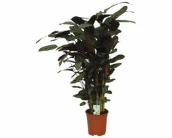 FLORASELF Ritselplant Calathea Compactstar Potmaat Ø 21 Cm H 80-90 Cm -FLORASELF Verkoop DV 8 10598178 02 4c NL 20221208134651