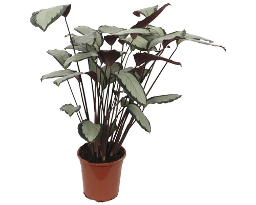 FLORASELF Pauwenplant Calathea Picturata Potmaat Ø 21 Cm H 105 Cm 3 FLORASELF Pauwenplant Calathea Picturata Potmaat Ø 21 Cm H 105 Cm