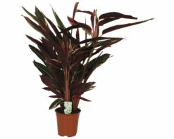 FLORASELF Pauwenplant Calathea Triostar Potmaat Ø 21 Cm H 105 Cm