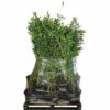 FLORASELF Bamboo Fargesia Nitidia 'Black Pearl' Potmaat Ø 29 Cm H 80-100 Cm 15 St. Ca. 10 Meter Haag