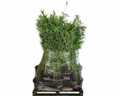 FLORASELF Bamboo Fargesia Nitidia 'Black Pearl' Potmaat Ø 29 Cm H 80-100 Cm 15 St. Ca. 10 Meter Haag