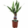 FLORASELF Palmlelie Yucca Potmaat Ø 12 Cm H 40 Cm -FLORASELF Verkoop DV 8 10620816 01 4c NL 20221215201720