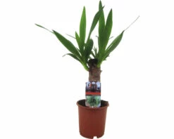 FLORASELF Palmlelie Yucca Potmaat Ø 12 Cm H 40 Cm