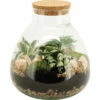 FLORASELF Plantenterrarium Silvia Potmaat Ø 26 Cm H 30 Cm -FLORASELF Verkoop DV 8 10620817 01 4c NL 20221214101655