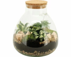 FLORASELF Plantenterrarium Silvia Potmaat Ø 26 Cm H 30 Cm