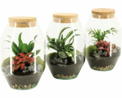 FLORASELF Plantenterrarium Gwen Potmaat Ø 25 Cm H 20 Cm