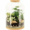 FLORASELF Plantenterrarium Iris Potmaat Ø 35 Cm H 40 Cm 1 FLORASELF Plantenterrarium Iris Potmaat Ø 35 Cm H 40 Cm -FLORASELF Verkoop DV 8 10620819 01 4c NL 20221214101754