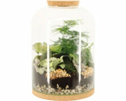 FLORASELF Plantenterrarium Iris Potmaat Ø 35 Cm H 40 Cm