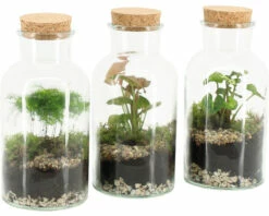 FLORASELF Plantenterrarium Marion Potmaat Ø 21 Cm H 25 Cm