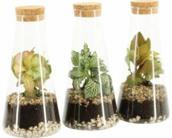 FLORASELF Plantenterrarium Chantal Potmaat Ø 20 Cm H 25 Cm