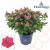 FLORASELF Rhododendron Hortinno Roze Potmaat Ø 13,0 Cm H 20-25 Cm -FLORASELF Verkoop DV 8 10620879 01 4c NL 20221213134756