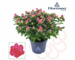 FLORASELF Rhododendron Hortinno Roze Potmaat Ø 13,0 Cm H 20-25 Cm
