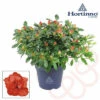 FLORASELF Rhododendron Hortinno Rood Potmaat Ø 13,0 Cm H 20-25 Cm -FLORASELF Verkoop DV 8 10620880 01 4c NL 20221213134756