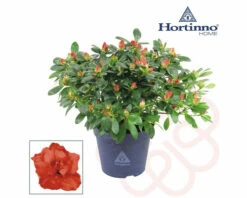 FLORASELF Rhododendron Hortinno Rood Potmaat Ø 13,0 Cm H 20-25 Cm