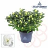FLORASELF Rhododendron Hortinno Wit Potmaat Ø 13,0 Cm H 20-25 Cm -FLORASELF Verkoop DV 8 10620881 01 4c NL 20221213134756