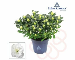FLORASELF Rhododendron Hortinno Wit Potmaat Ø 13,0 Cm H 20-25 Cm