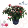FLORASELF Rhododendron Hortinno Multicolour Potmaat Ø 13,0 Cm H 20-25 Cm -FLORASELF Verkoop DV 8 10620882 01 4c NL 20221213134756