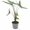 FLORASELF Olifantsoor Alocasia Tigrina Potmaat Ø 17 Cm H 60 Cm -FLORASELF Verkoop DV 8 10620883 01 4c NL 20221214101655