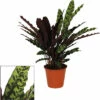 FLORASELF Pauwenplant Calathea Insignis Potmaat Ø 17 Cm H 50 Cm -FLORASELF Verkoop DV 8 10620884 01 4c NL 20221215144759