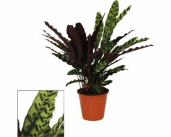 FLORASELF Pauwenplant Calathea Insignis Potmaat Ø 17 Cm H 50 Cm