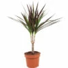 FLORASELF Drakenplant Dracaena Marginata Potmaat Ø 12 Cm H 65 Cm 2 FLORASELF Drakenplant Dracaena Marginata Potmaat Ø 12 Cm H 65 Cm -FLORASELF Verkoop DV 8 10620886 01 4c NL 20221215141754