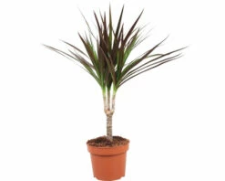 FLORASELF Drakenplant Dracaena Marginata Potmaat Ø 12 Cm H 65 Cm