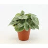 FLORASELF Watermeloenplant Peperomia Argyreia Potmaat Ø 15 Cm H 25 Cm -FLORASELF Verkoop DV 8 10620887 01 4c NL 20221213131752