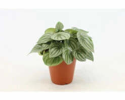 FLORASELF Watermeloenplant Peperomia Argyreia Potmaat Ø 15 Cm H 25 Cm