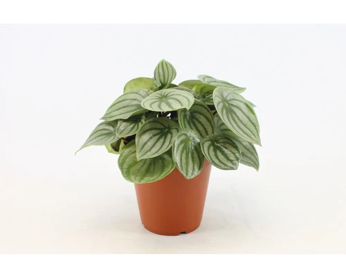 FLORASELF Watermeloenplant Peperomia Argyreia Potmaat Ø 15 Cm H 25 Cm 3 FLORASELF Watermeloenplant Peperomia Argyreia Potmaat Ø 15 Cm H 25 Cm