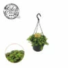 FLORASELF Vetkruid Sedum Tornado Hang Potmaat Ø 15 Cm H 25 Cm -FLORASELF Verkoop DV 8 10620889 01 4c NL 20221213134756