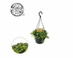 FLORASELF Vetkruid Sedum Tornado Hang Potmaat Ø 15 Cm H 25 Cm