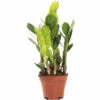 FLORASELF Emerald Palm Zamioculcas Potmaat Ø 10,5 Cm H 35 Cm -FLORASELF Verkoop DV 8 10620891 01 4c NL 20221214094651