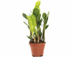 FLORASELF Emerald Palm Zamioculcas Potmaat Ø 10,5 Cm H 35 Cm