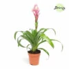 FLORASELF Kokerplant Guzmania Candy Potmaat Ø 12 Cm H 40 Cm