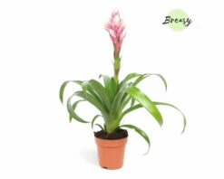 FLORASELF Kokerplant Guzmania Candy Potmaat Ø 12 Cm H 40 Cm