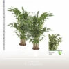 FLORASELF Vissenstaartpalm Caryota Mitis Potmaat Ø 24 Cm H 180 Cm -FLORASELF Verkoop DV 8 10620903 01 4c NL 20221213134656