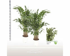 FLORASELF Vissenstaartpalm Caryota Mitis Potmaat Ø 24 Cm H 180 Cm