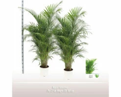 FLORASELF Goudpalm Dypsis Lutescens Potmaat Ø 24 Cm H 160 Cm
