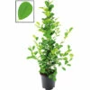 FLORASELF Vijgenboom Ficus Moclame Potmaat Ø 21 Cm H 105 Cm -FLORASELF Verkoop DV 8 10620912 01 4c NL 20221215214650