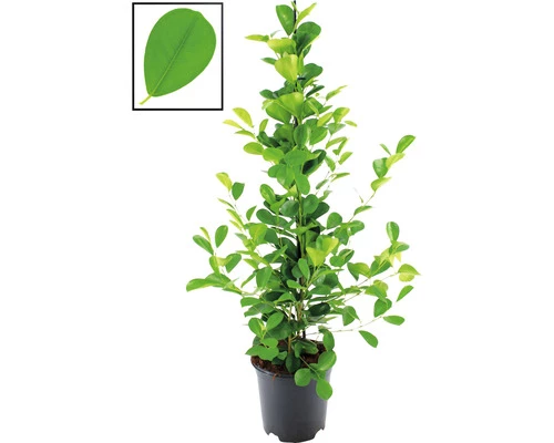 FLORASELF Vijgenboom Ficus Moclame Potmaat Ø 21 Cm H 105 Cm 3 FLORASELF Vijgenboom Ficus Moclame Potmaat Ø 21 Cm H 105 Cm