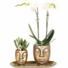 FLORASELF Complete Plantenset Boutique Chic Gold -FLORASELF Verkoop DV 8 10622299 01 4c NL 20221209124750