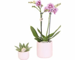 FLORASELF Complete Plantenset Floral Blush Pink