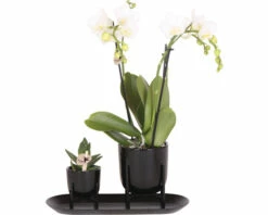 FLORASELF Complete Plantenset Home Hub Black