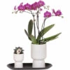 FLORASELF Complete Plantenset Home Hub Grey 2 FLORASELF Complete Plantenset Home Hub Grey -FLORASELF Verkoop DV 8 10622304 01 4c NL 20221209131653