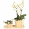 FLORASELF Complete Plantenset Optimism Peach -FLORASELF Verkoop DV 8 10622308 01 4c NL 20221209132007