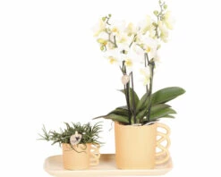 FLORASELF Complete Plantenset Optimism Peach