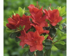 FLORASELF Rhododendron Rhododendron Obtusum 'Fridoline' Potmaat 2 Liter H 20-25 Cm