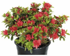 FLORASELF Rhododendron Rhododendron Obtusum 'Fridoline' Potmaat 2 Liter H 20-25 Cm -FLORASELF Verkoop DV 8 10647123 03 4c DE 20230210051752